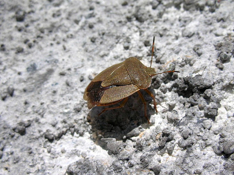 Palomena prasina o viridissima?